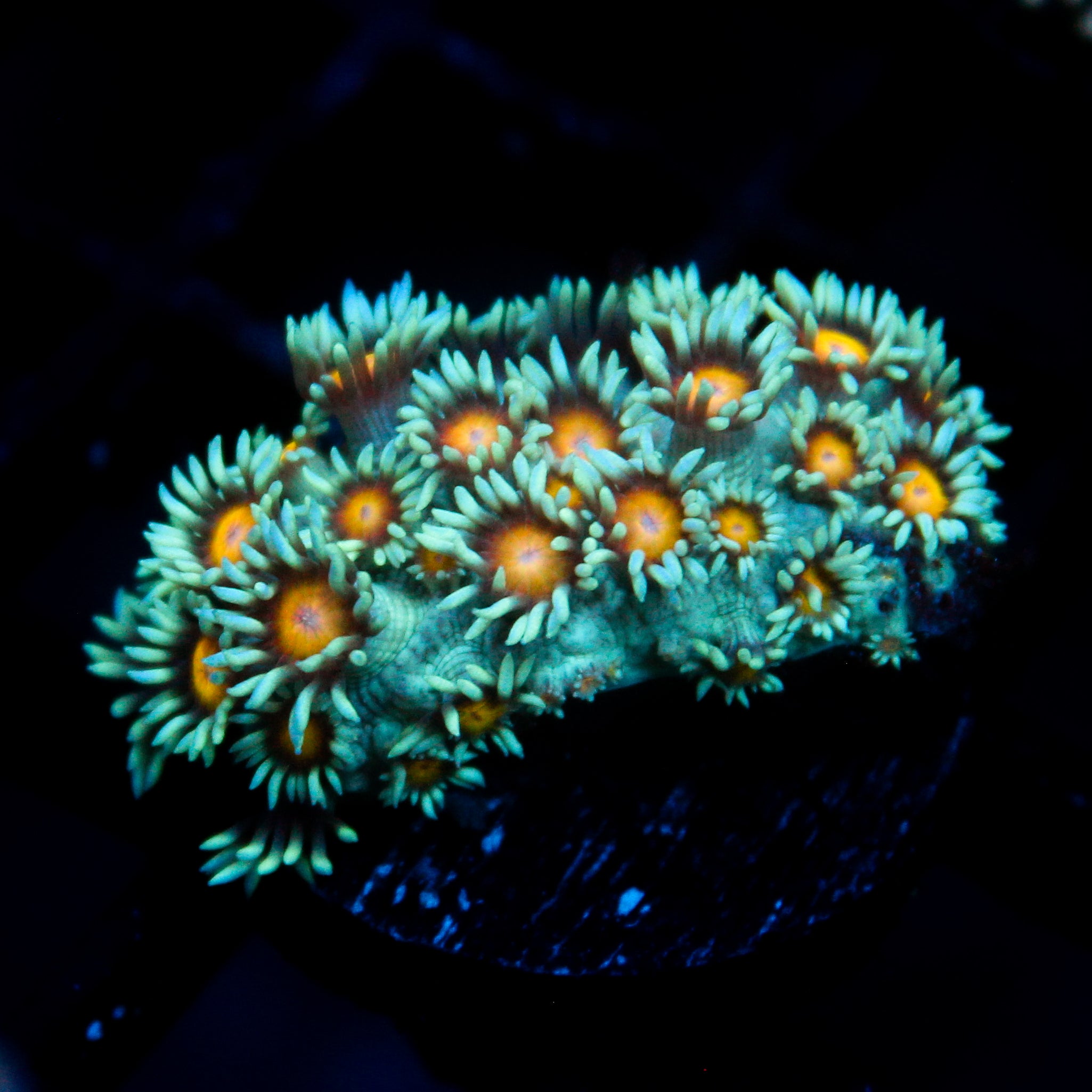 JC Sunflower Goni