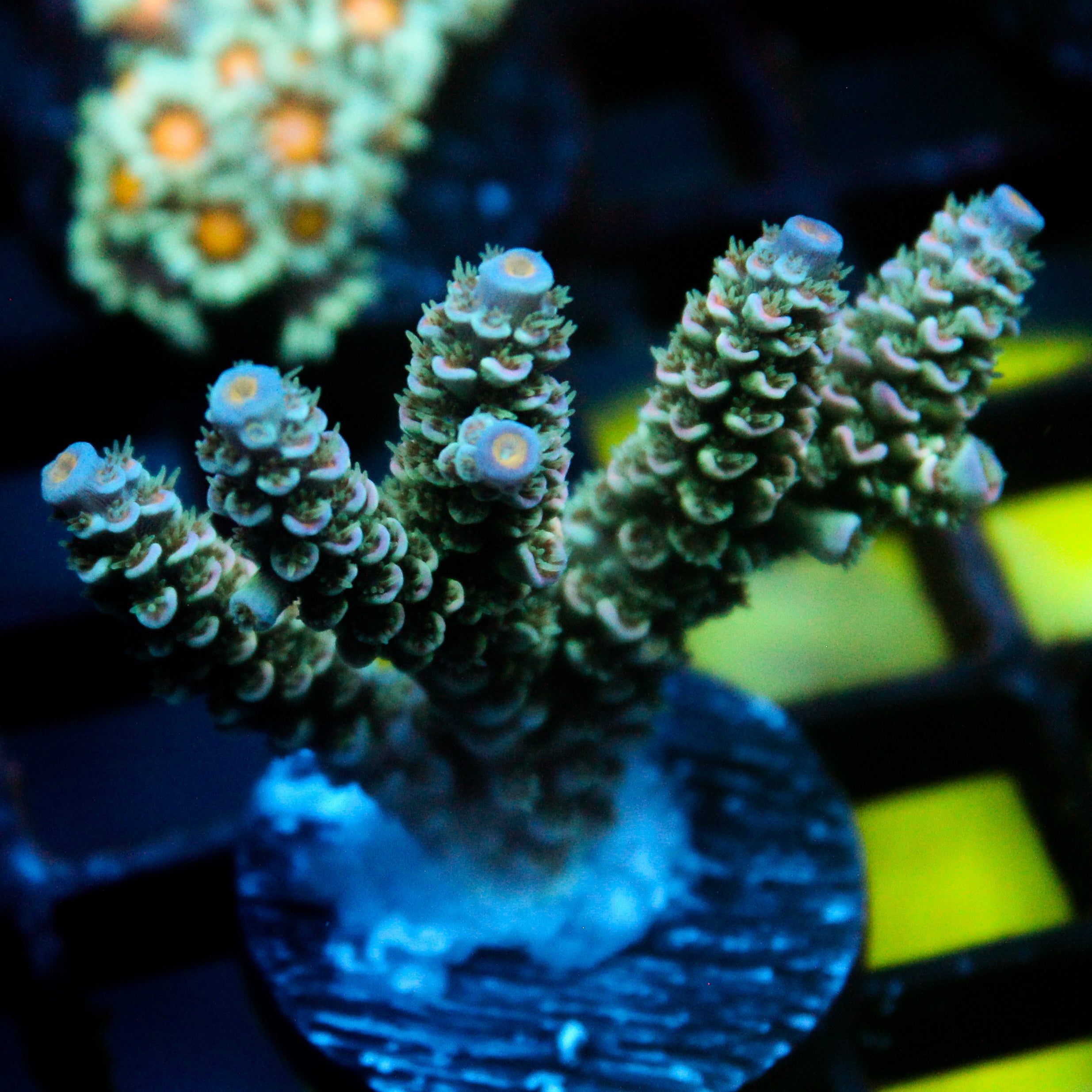 JC Blue Demon Acro