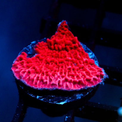 JC Redrum Cap Monti