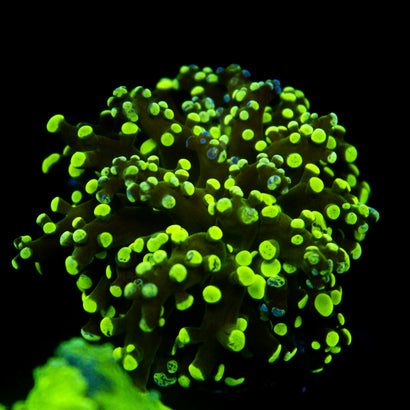 JC Splatter Frogspawn