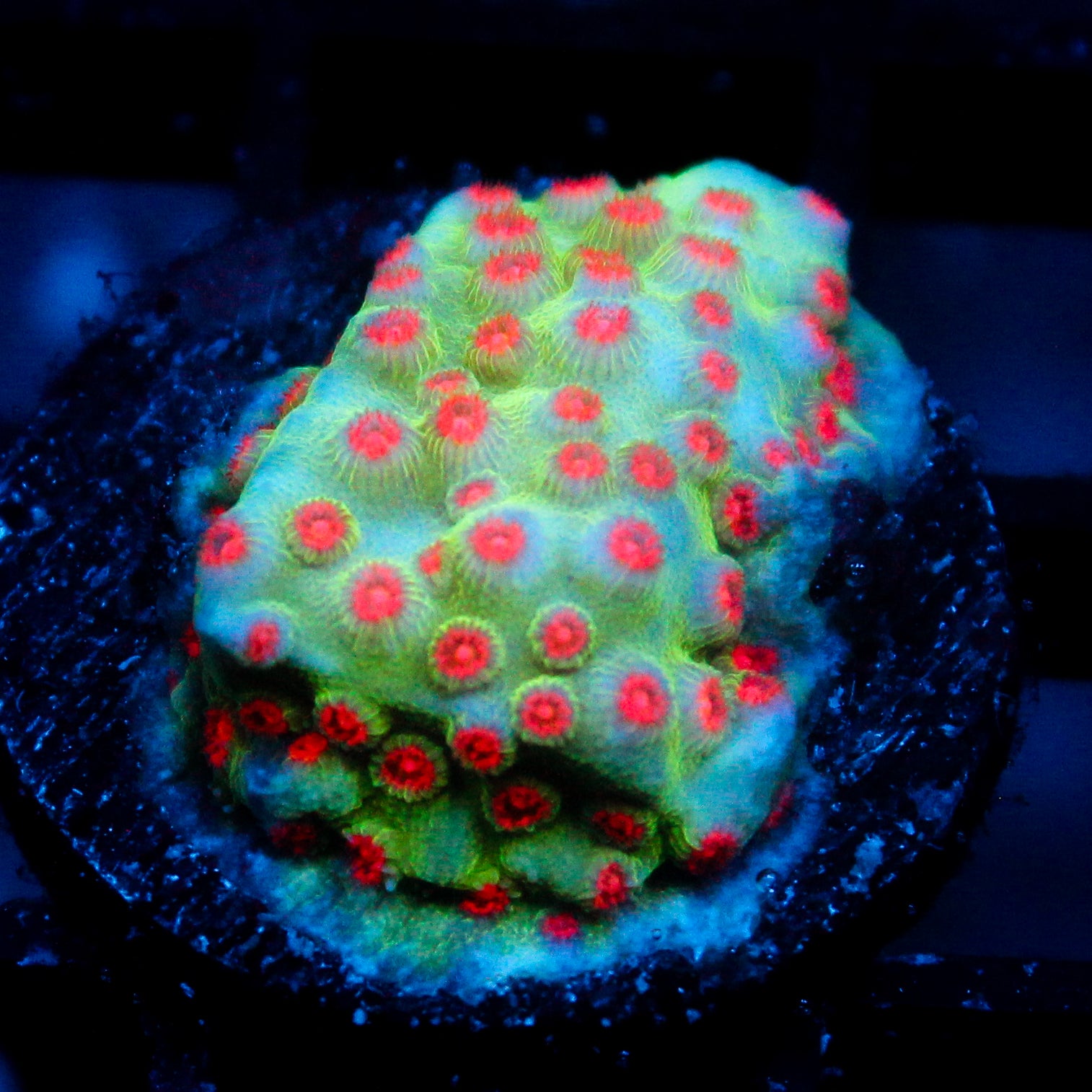 JC Evil Swarm Cyphastrea