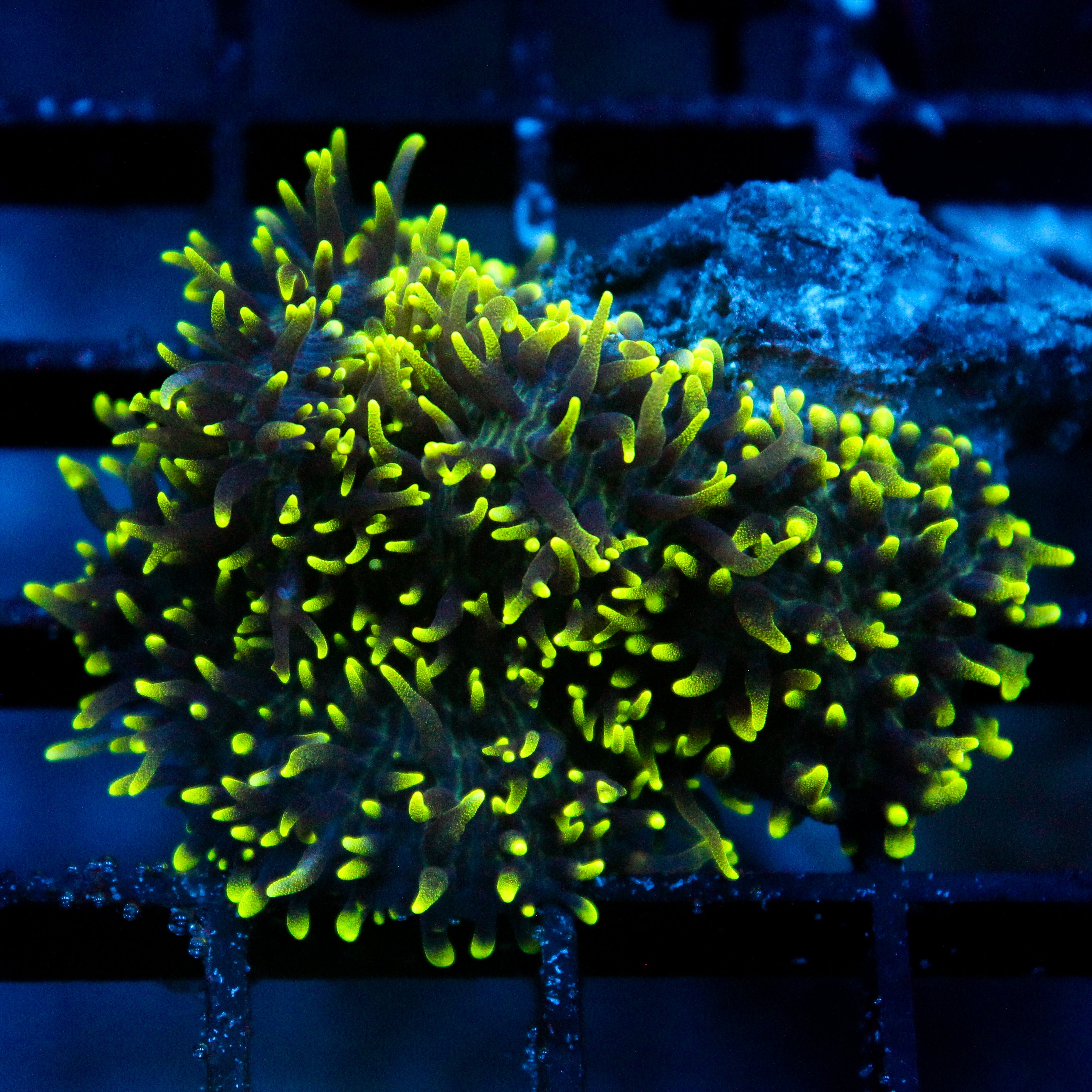 JC Fuzzy Wonder Mushroom