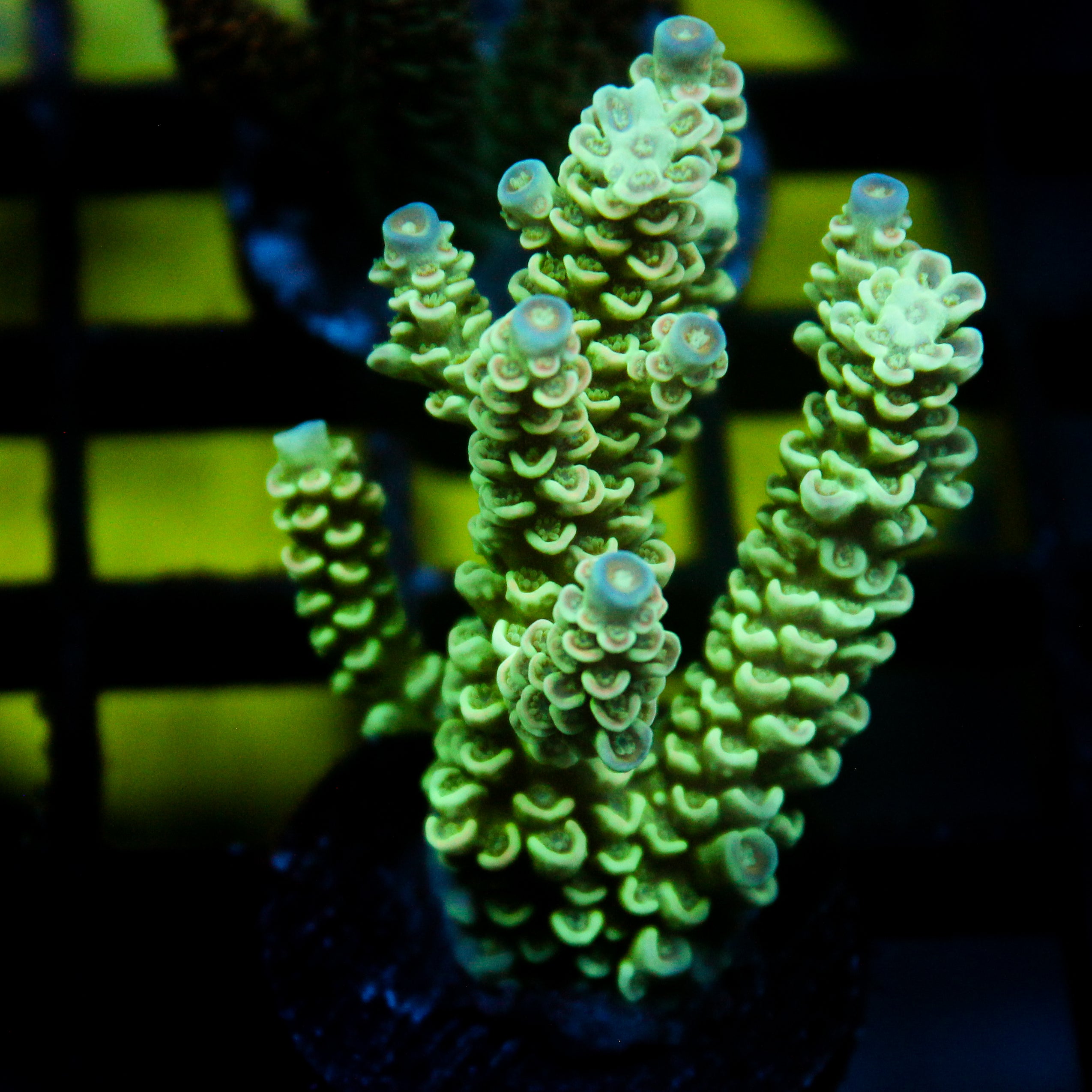 JC Blue Demon Acro