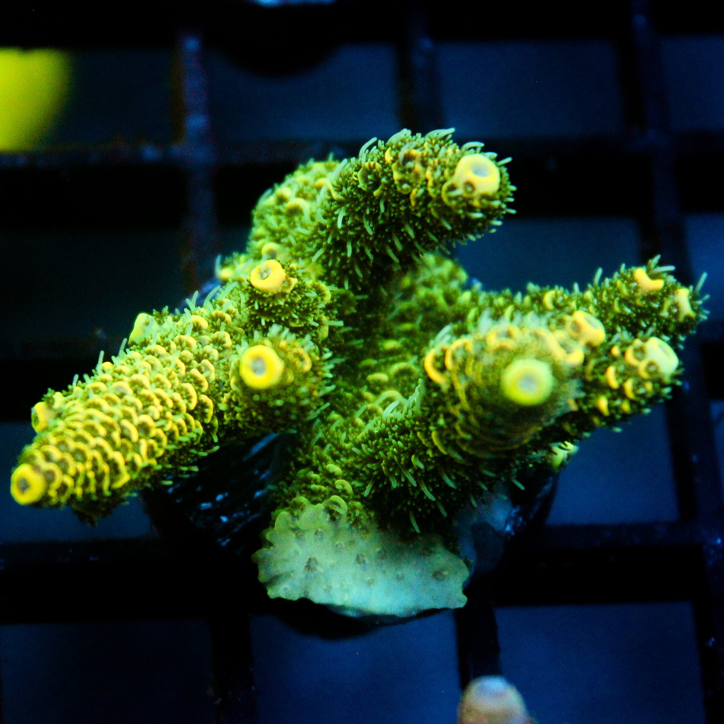 JC Tropical Fever Acro