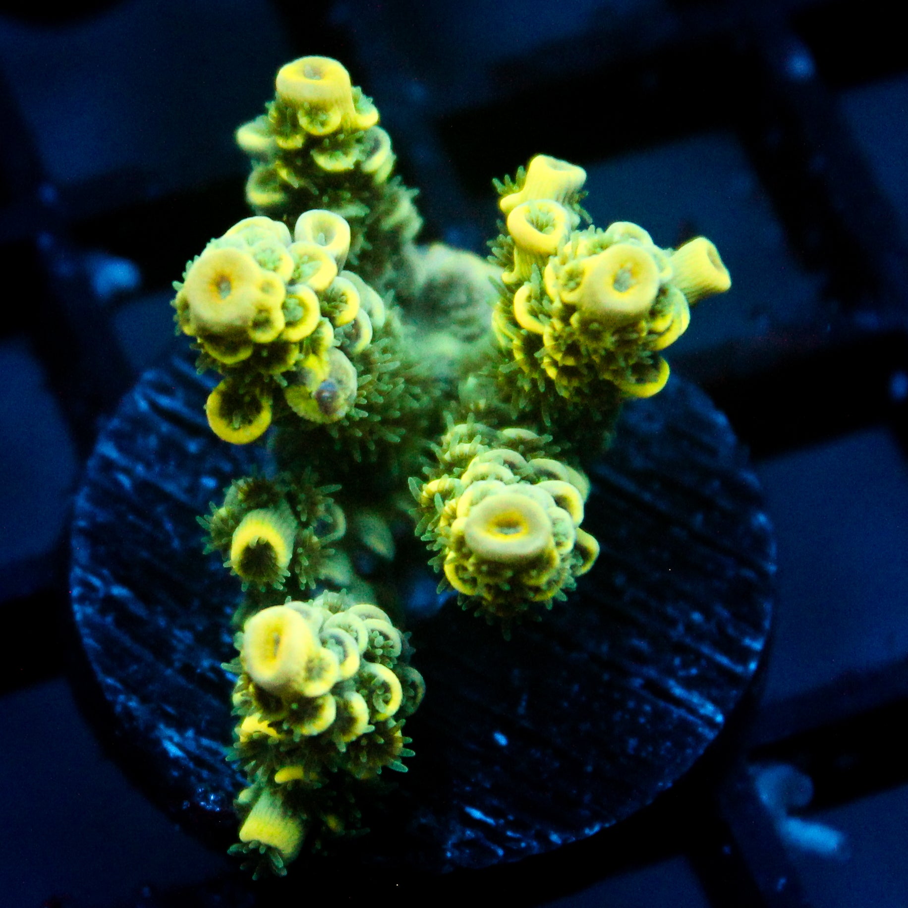 JC Auramite Acro