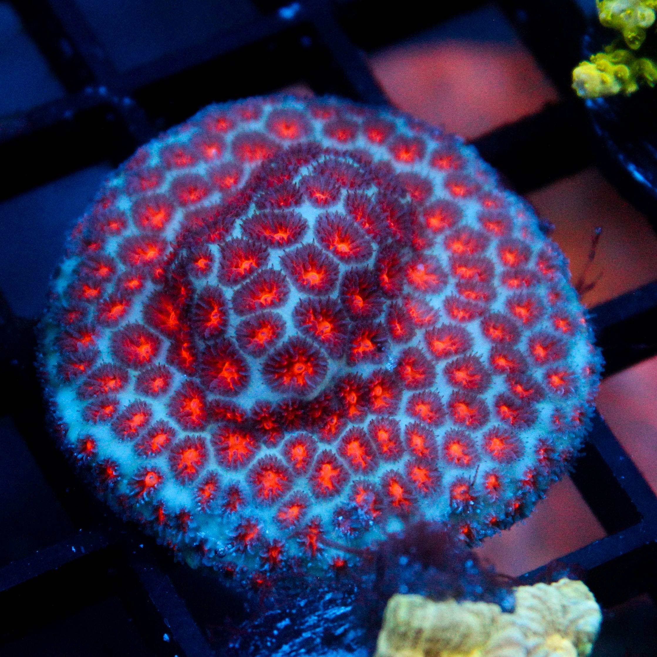 JC Biota Spooky Leptastrea