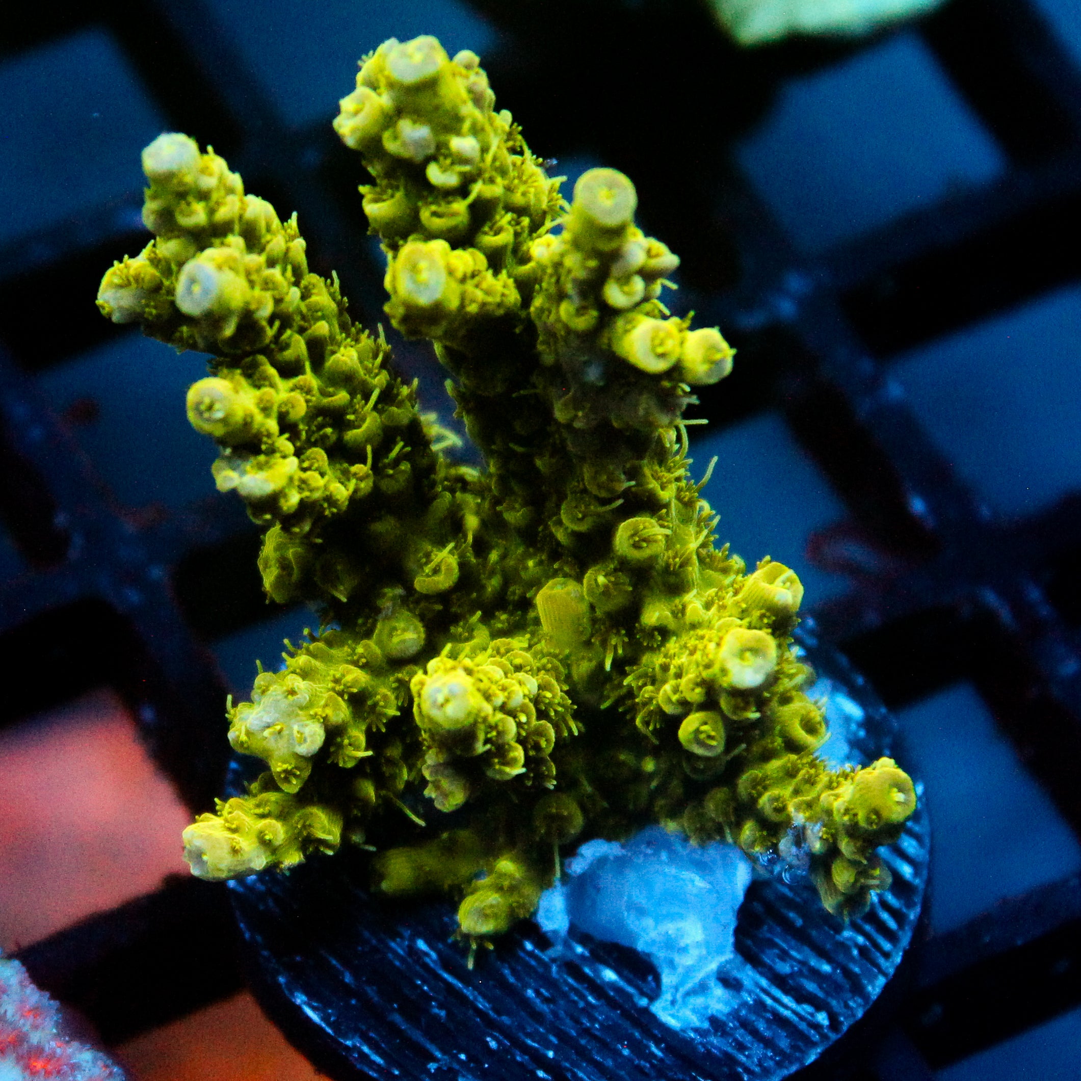 JC Pestilence Acro