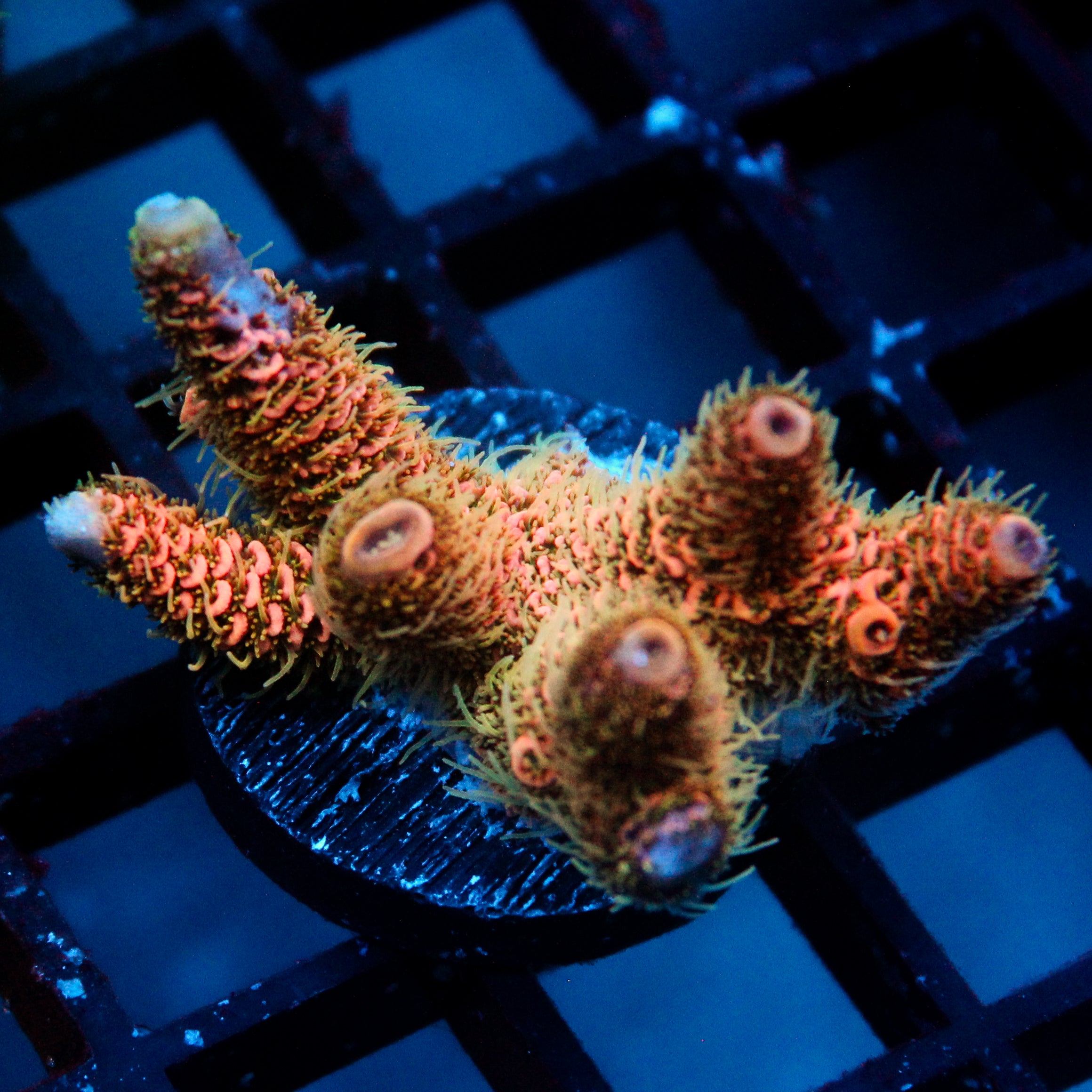 JC Cactus Cooler Acro
