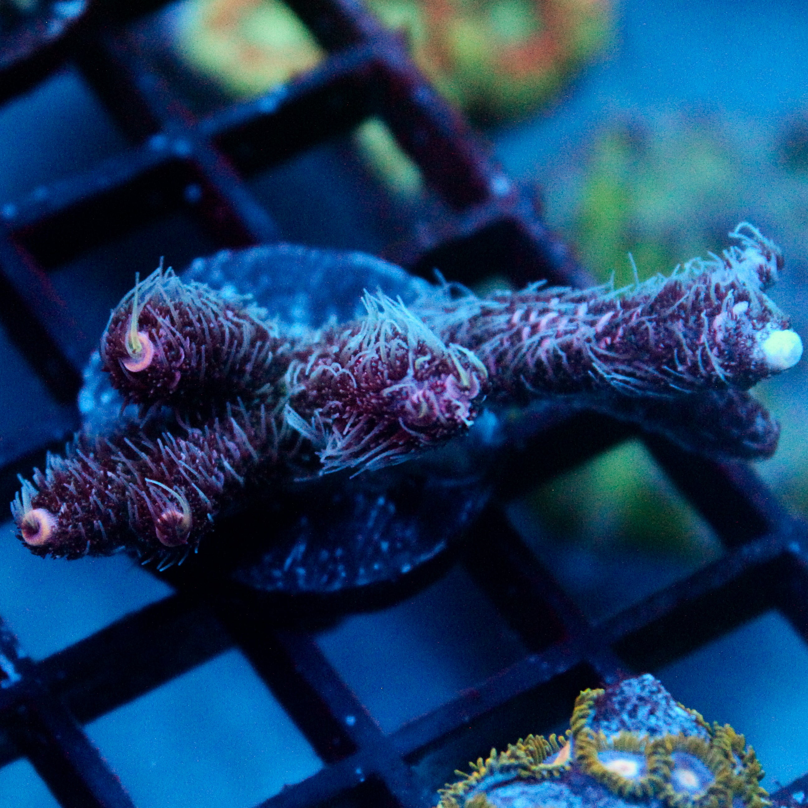 JC Purple Flux Acro