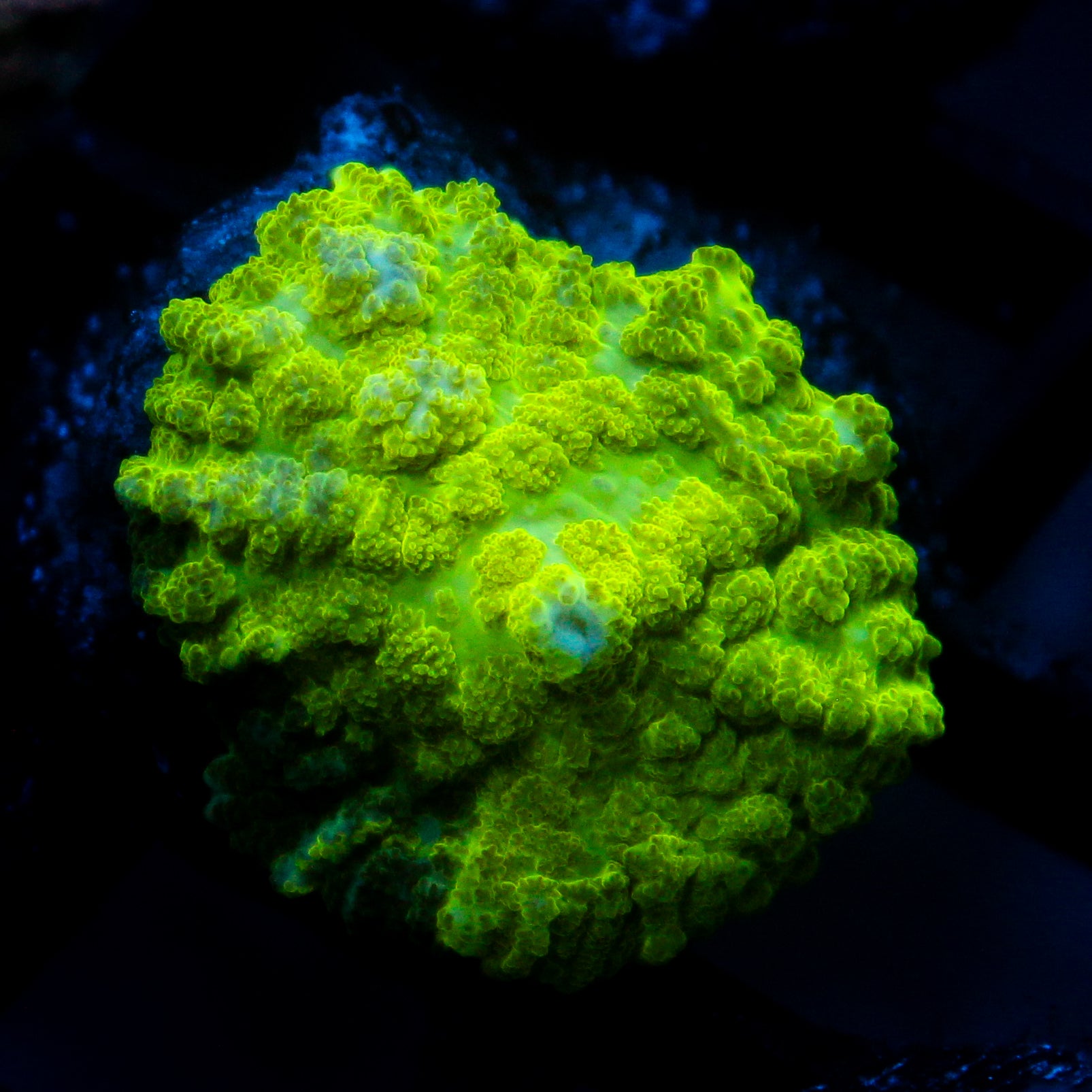 JC Kryptonite Rhodactis