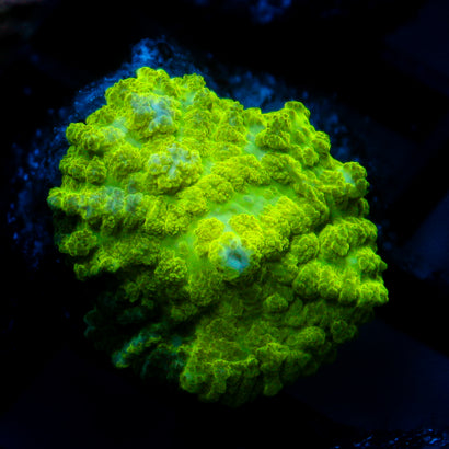 JC Kryptonite Rhodactis