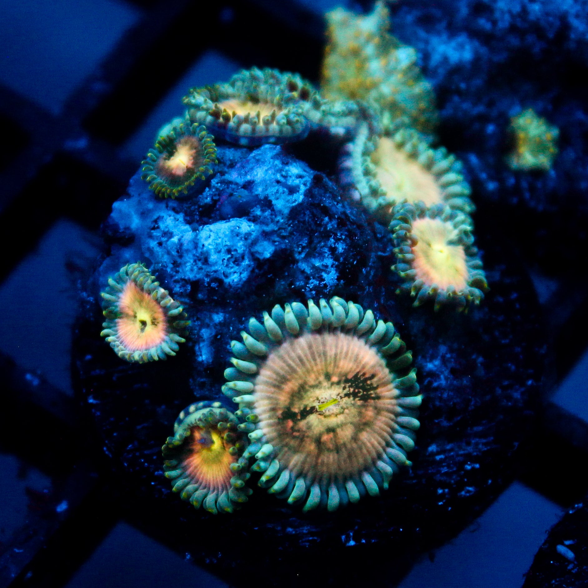 JC Hawaiian Ding Dang Zoanthid