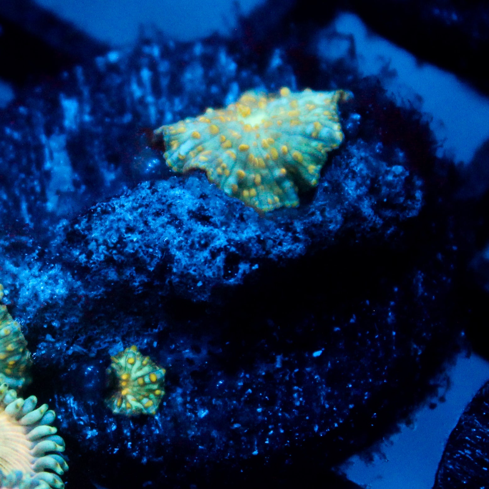 JC Firefly Discosoma