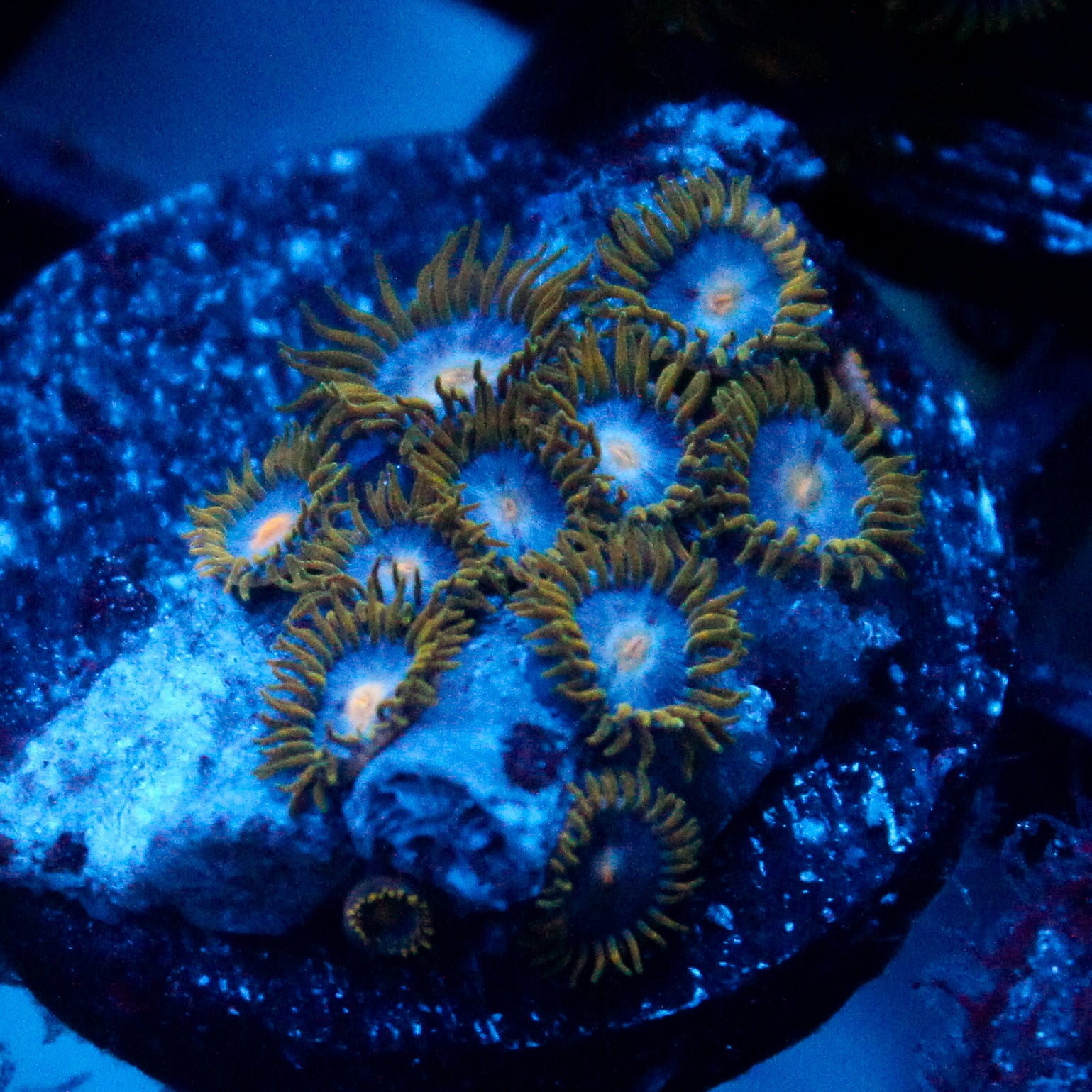 JC Gold Burn Zoanthid