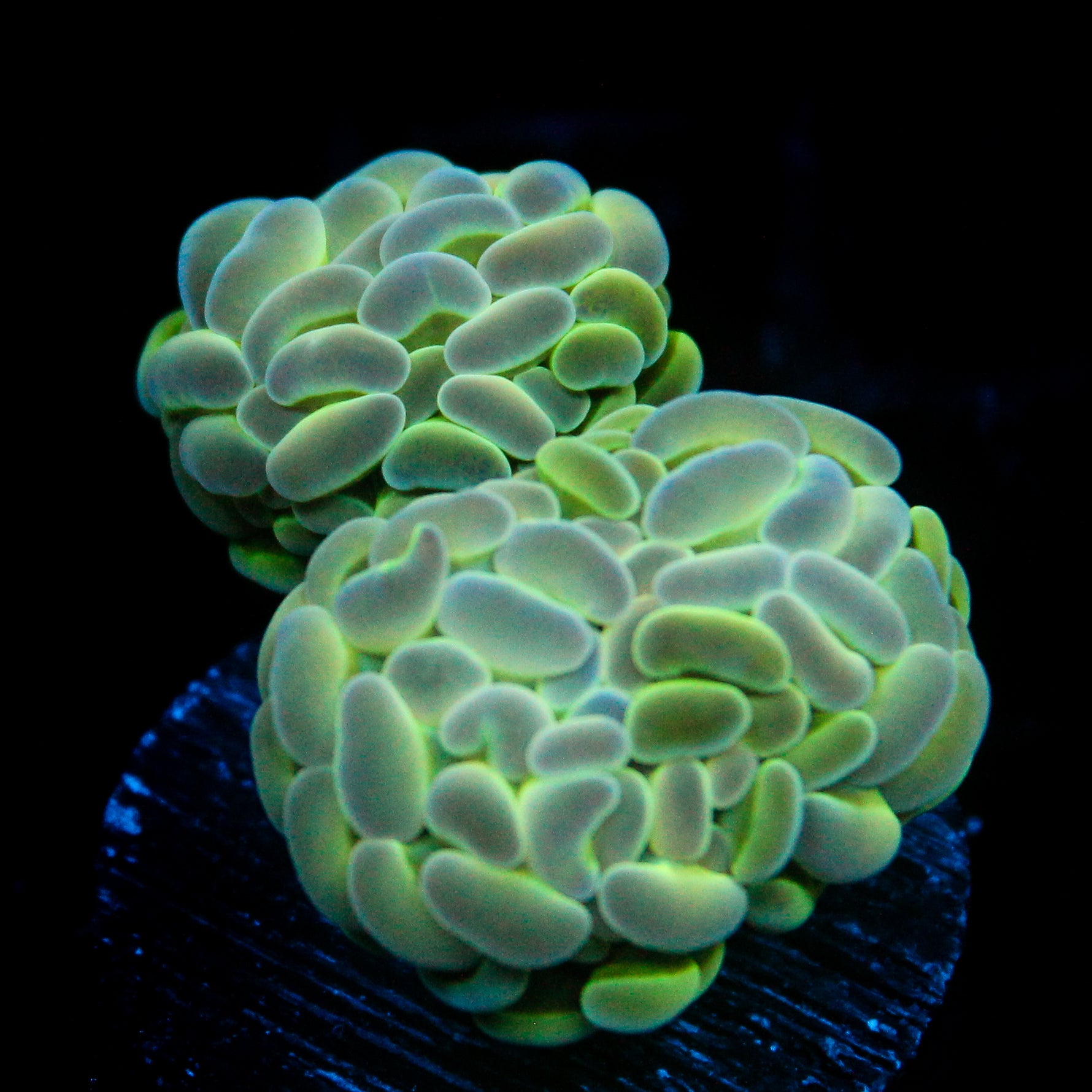 JC Alien Glow Hammer