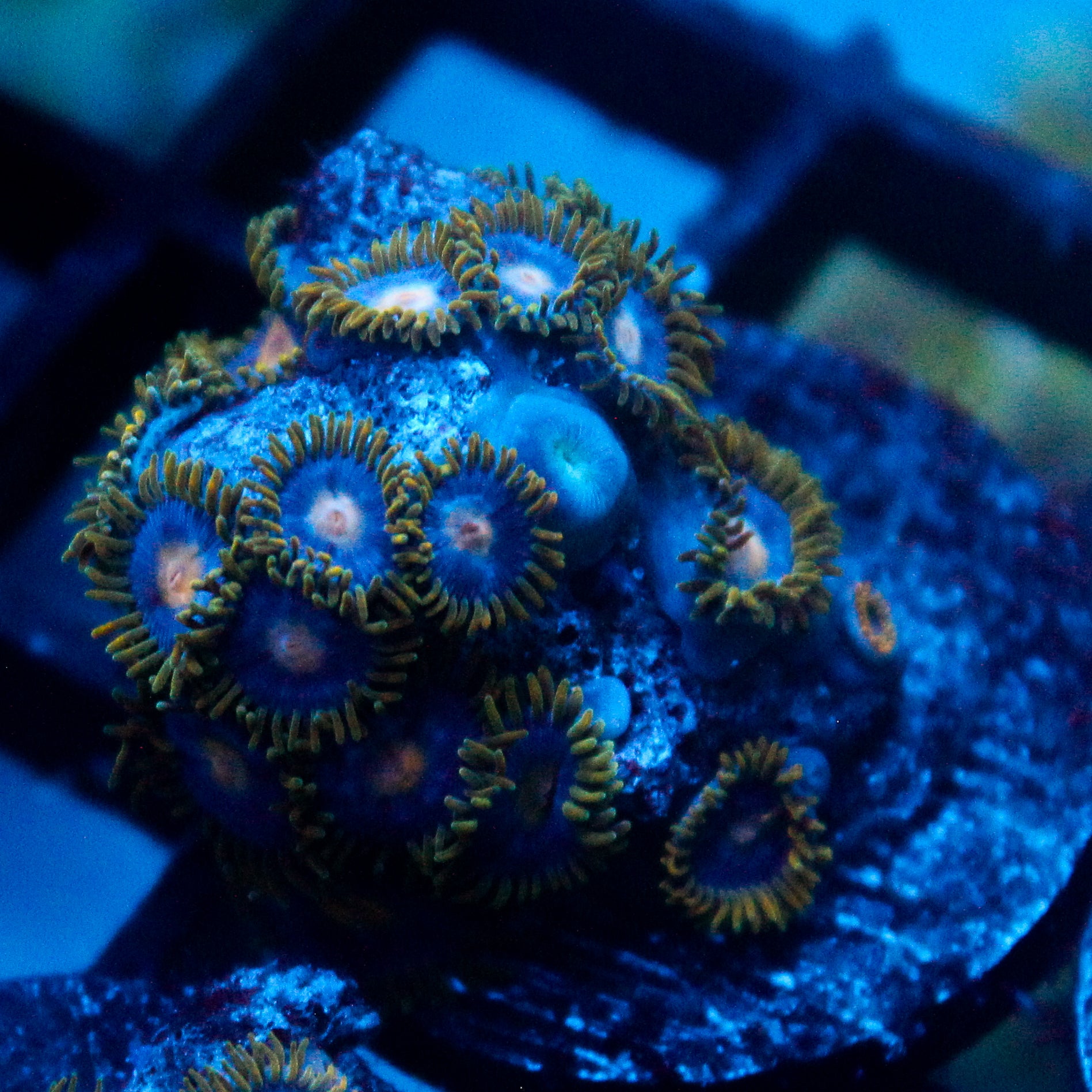 JC Gold Burn Zoanthid