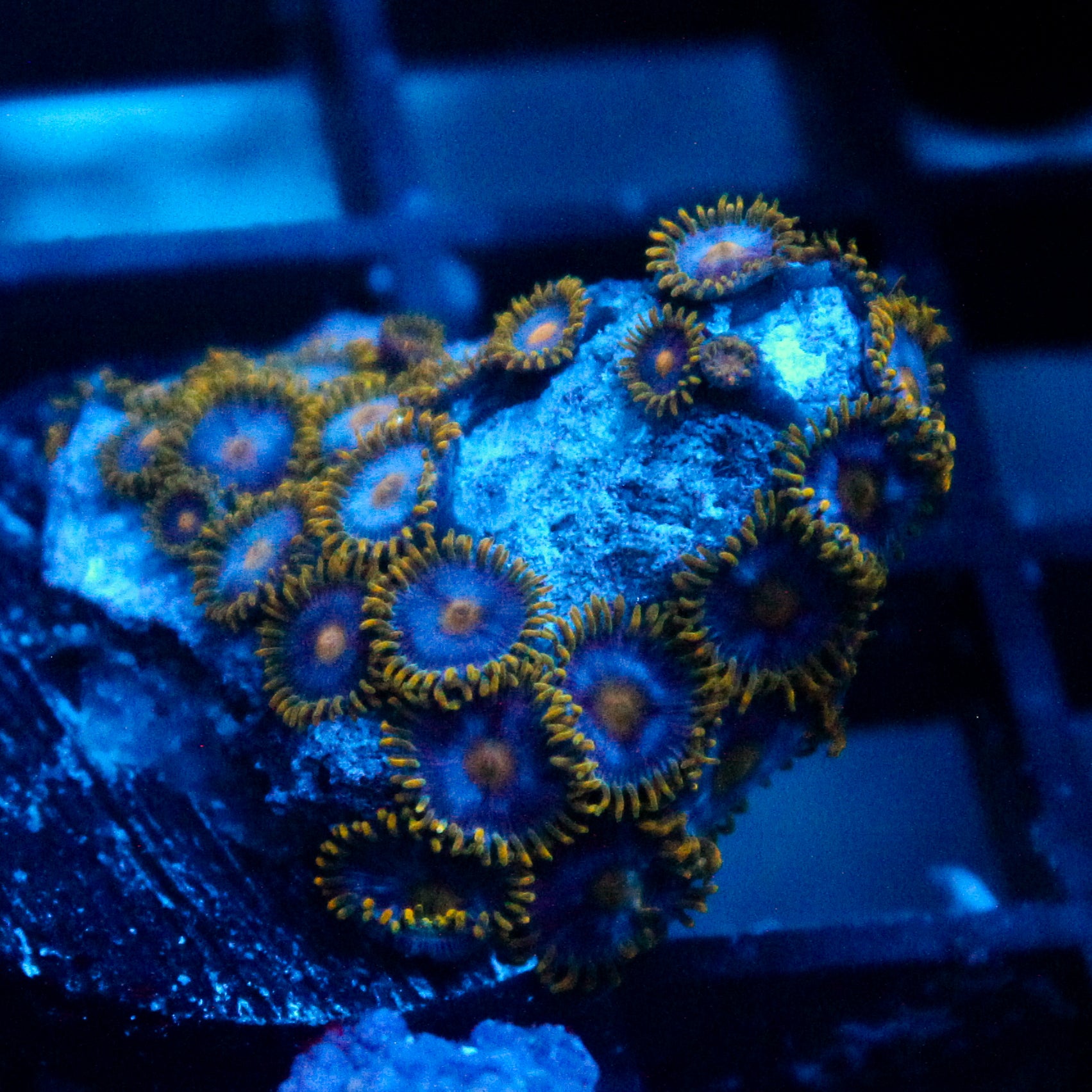 JC Gold Burn Zoanthid