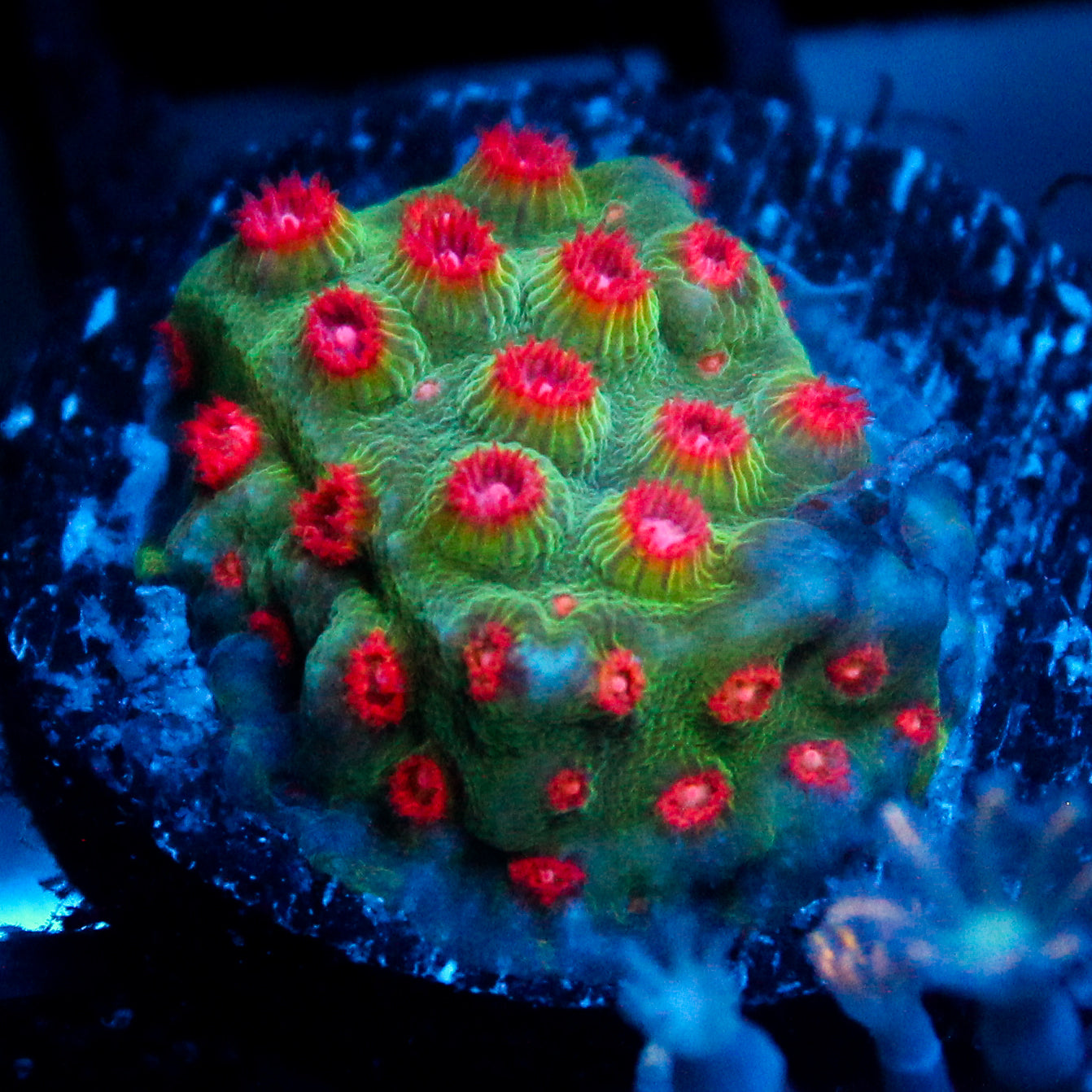 JC Evil Swarm Cyphastrea