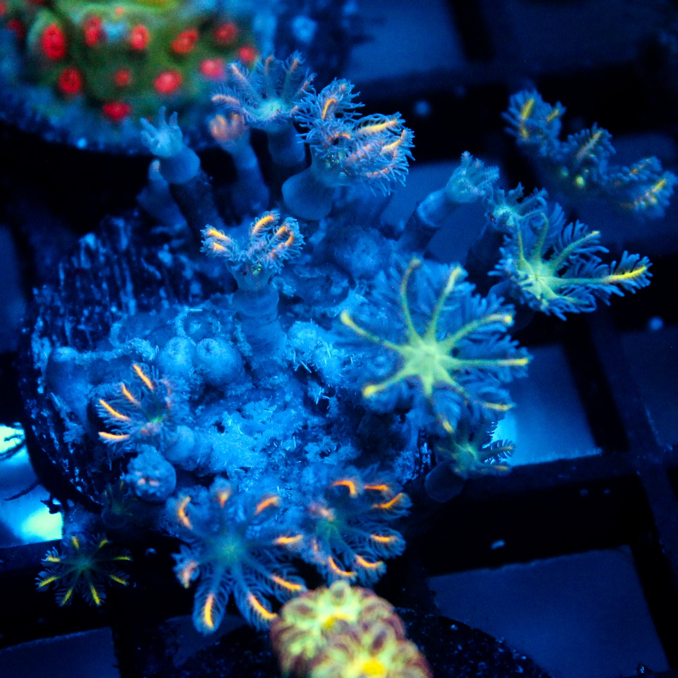 JC Orange Tip Clove Polyp