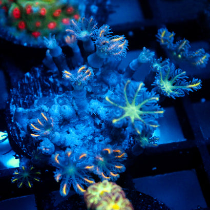 JC Orange Tip Clove Polyp