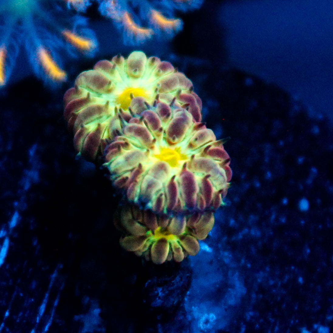 JC Flourish Fluff Blasto Merletti