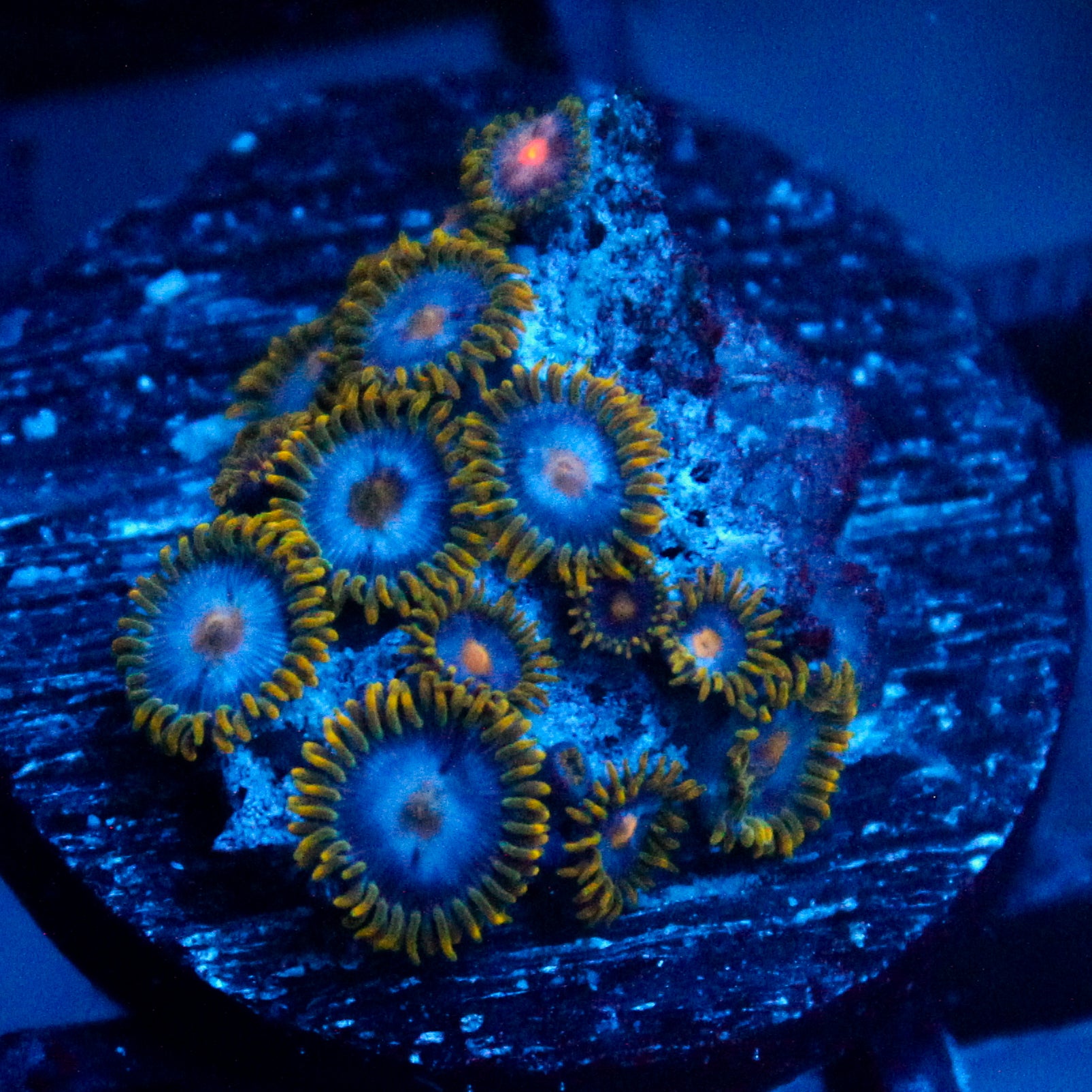 JC Gold Gobbler Zoanthid