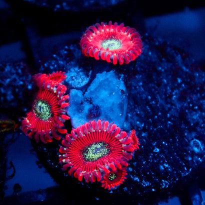 JC Magician's Zoanthid