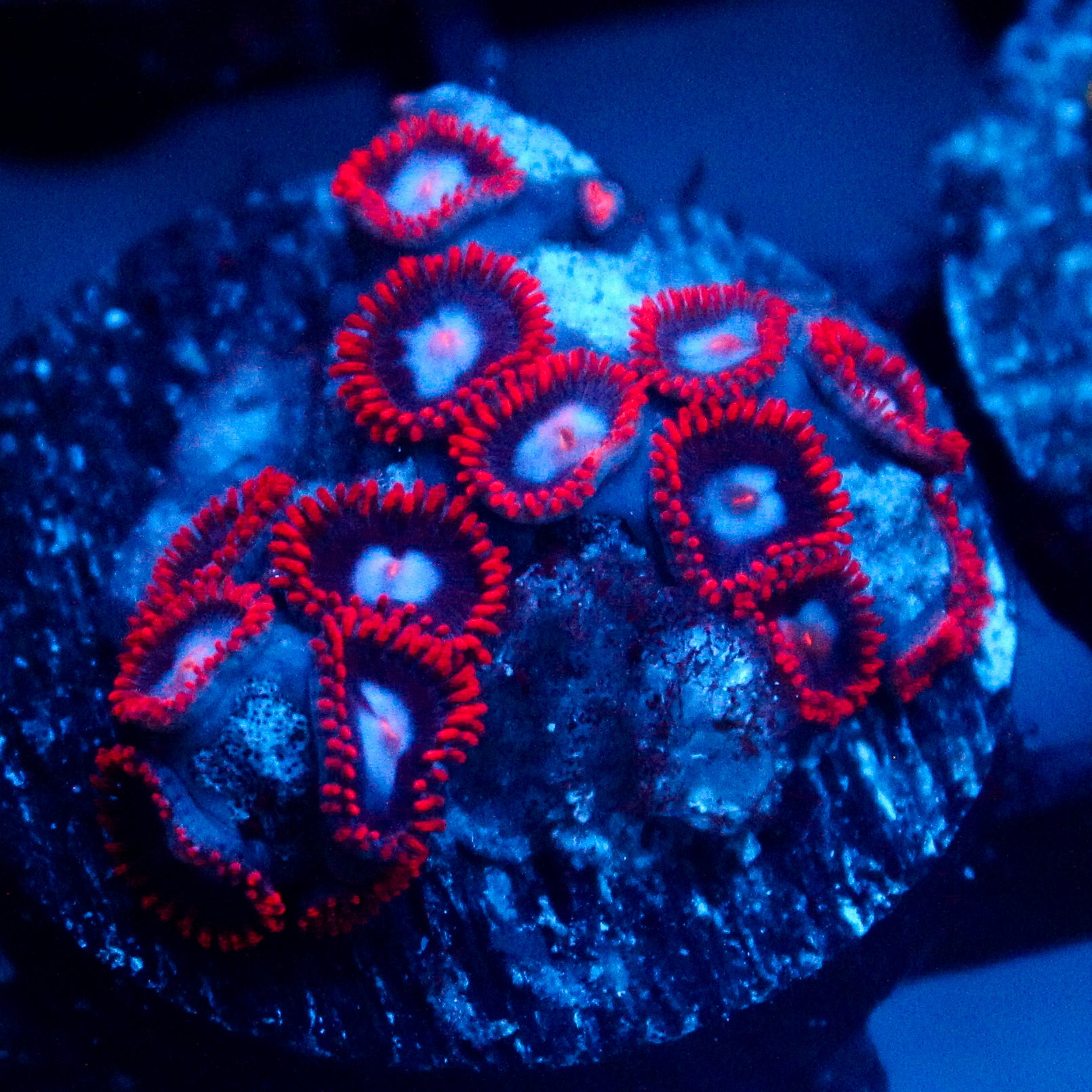 JC Edge of Reality Zoanthid