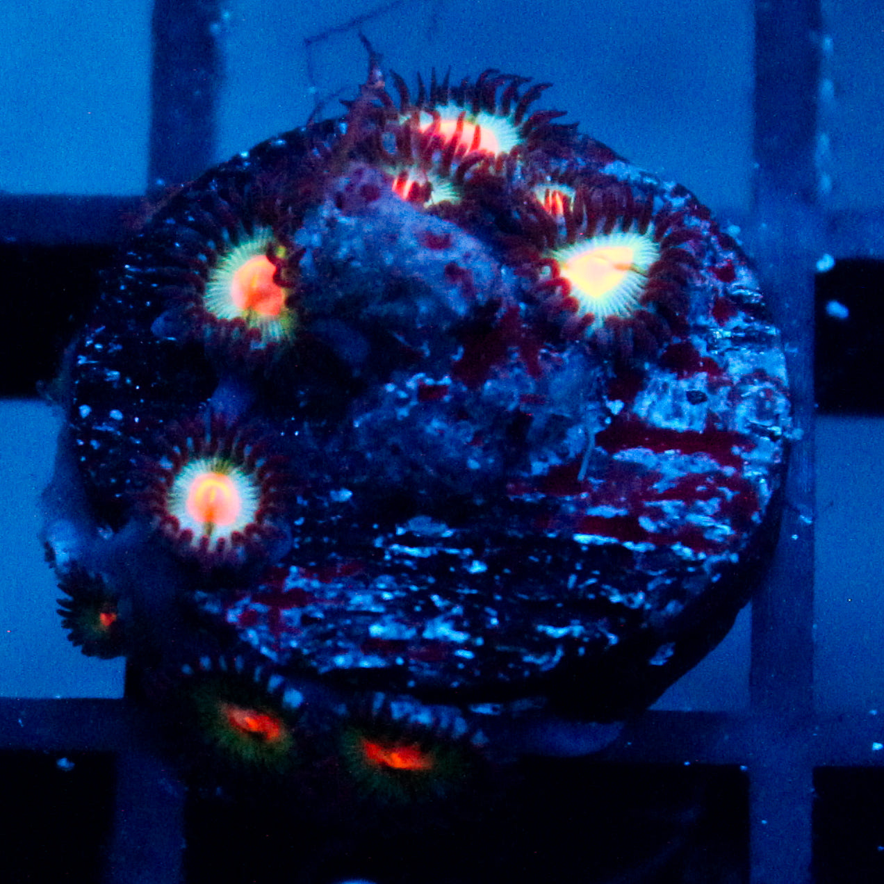JC Blue Raven Zoanthid