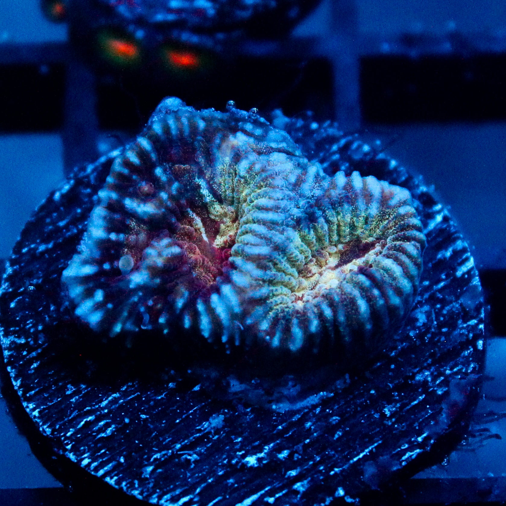 JC War Torn Favia