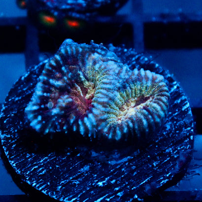 JC War Torn Favia