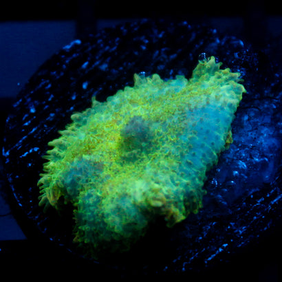 JC Lush Mesa Rhodactis