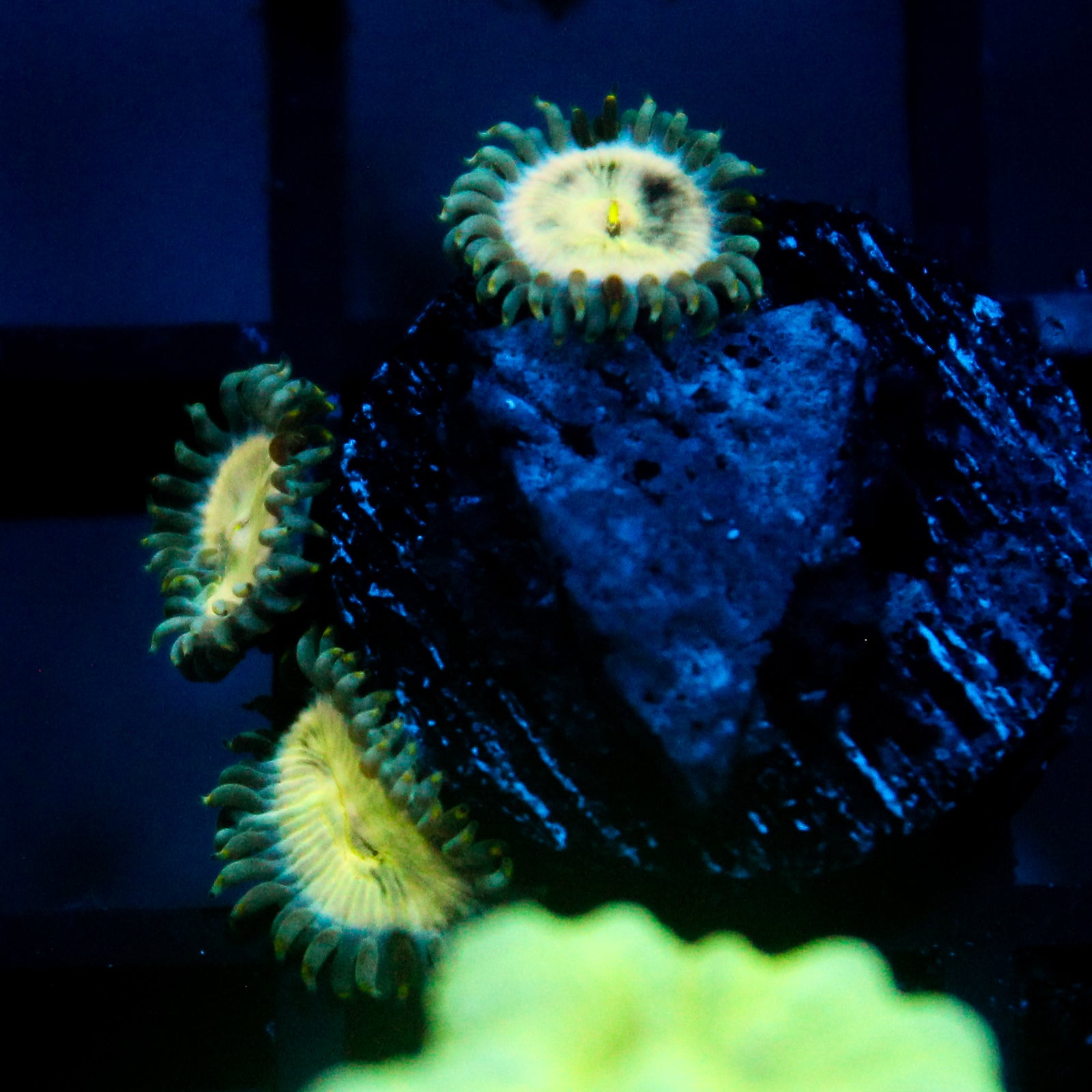 JC Hawaiian Ding Dang Zoanthid
