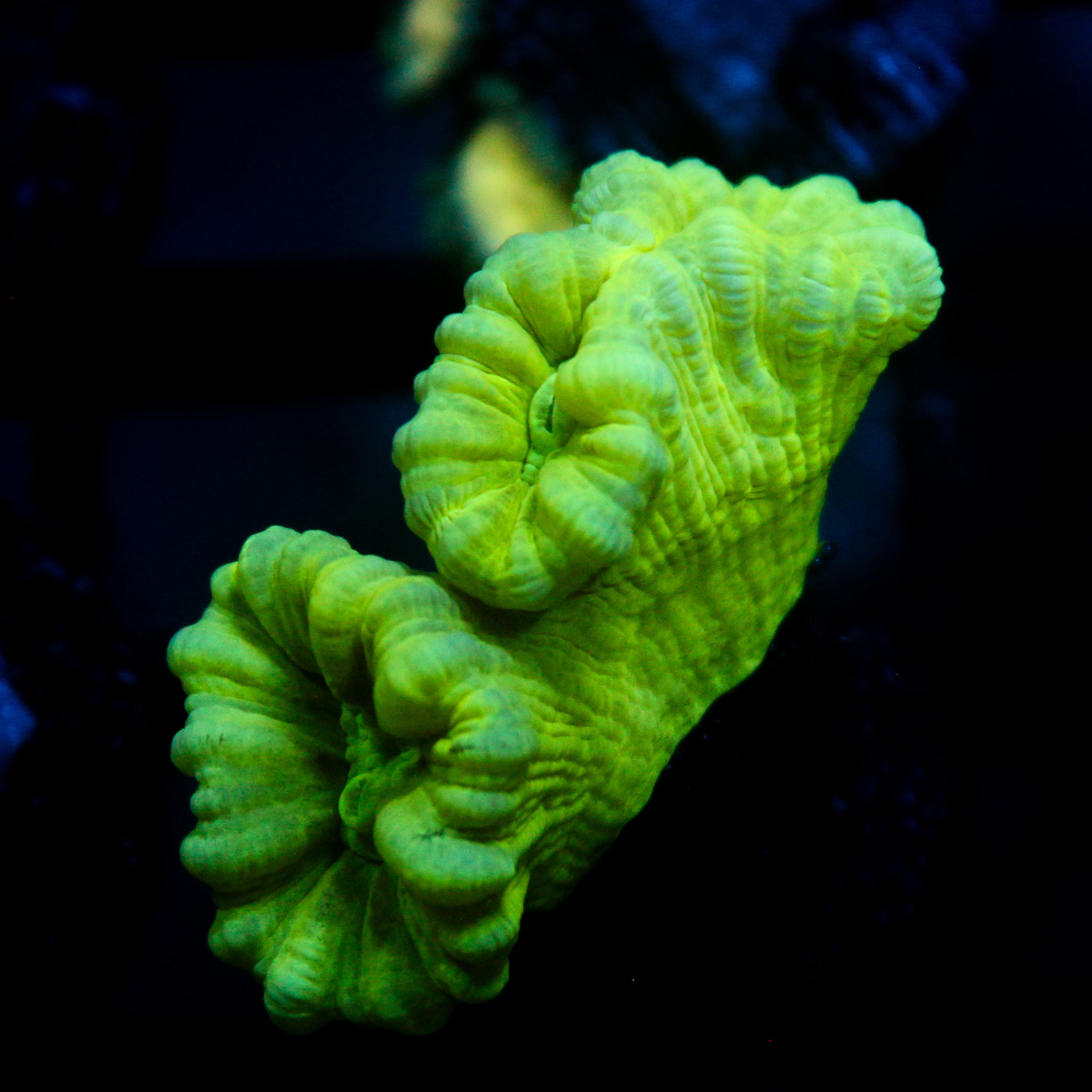 JC Neon Trumpet Coral