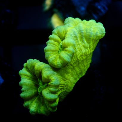 JC Neon Trumpet Coral
