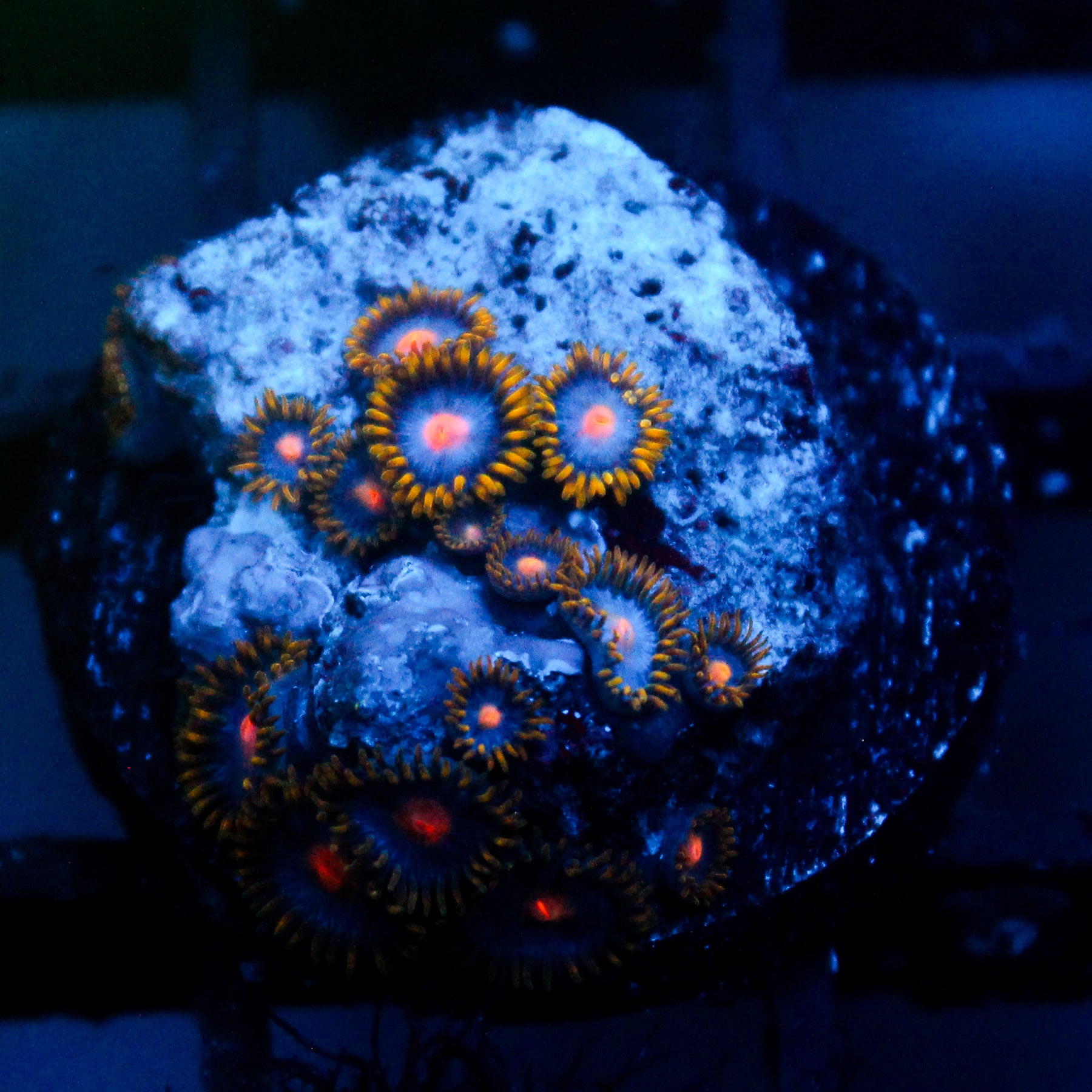 JC Gold Burst Zoanthid