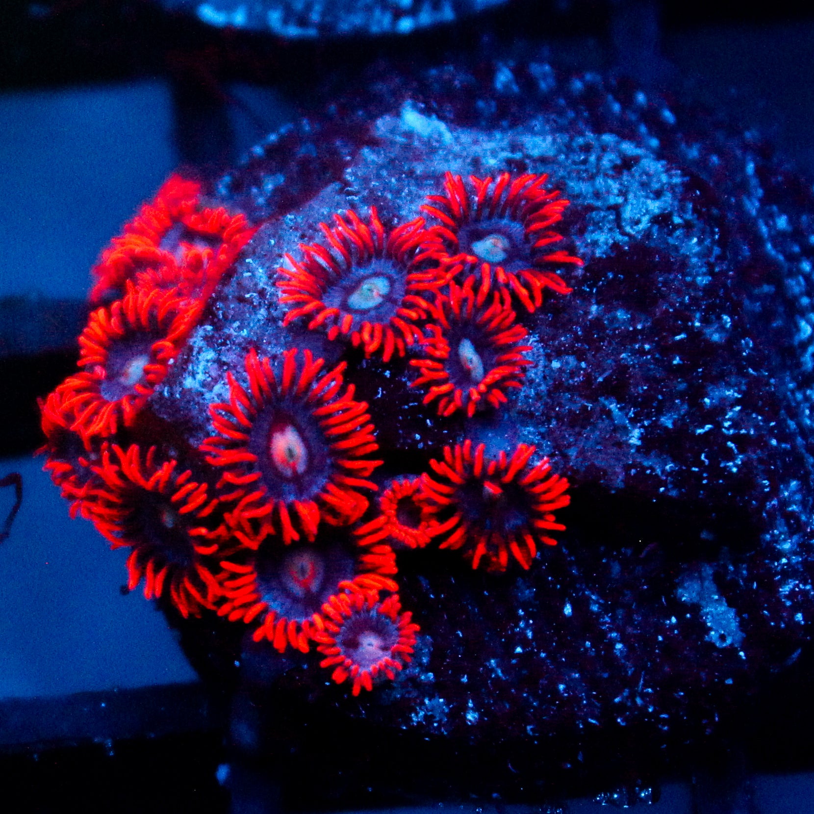 JC Edge of Reality Zoanthid