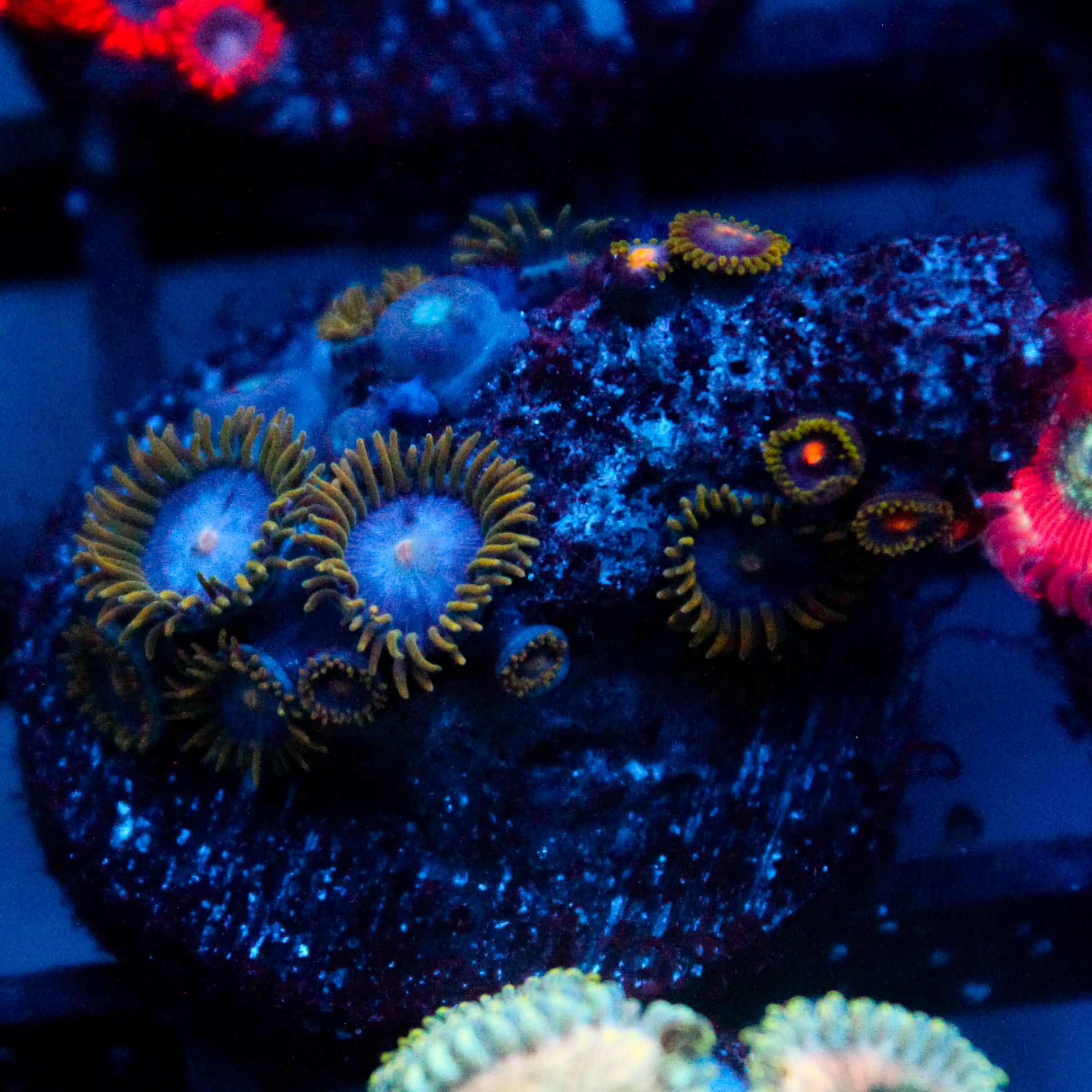 JC Gold Gobbler Zoanthid