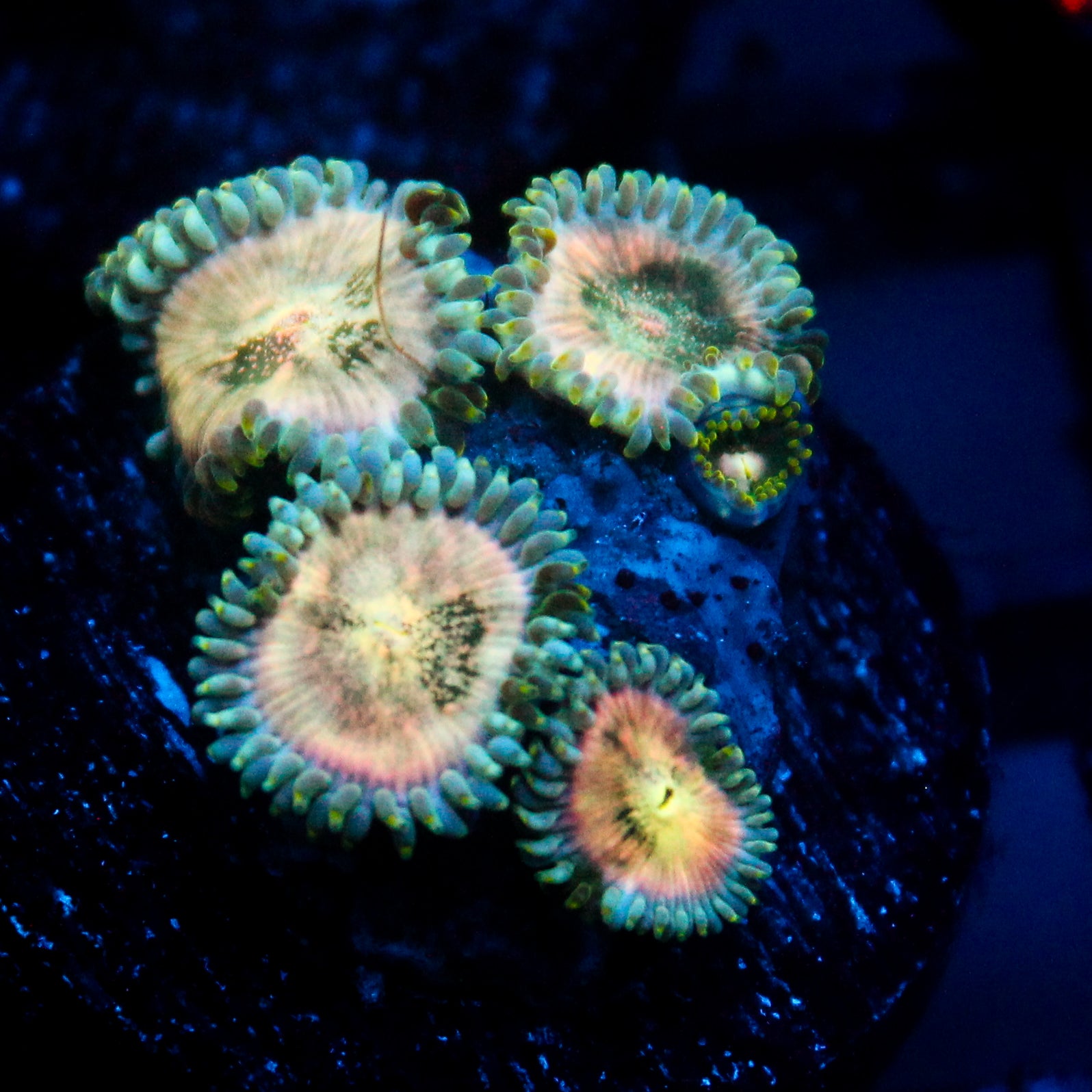 JC Hawaiian Ding Dang Zoanthid