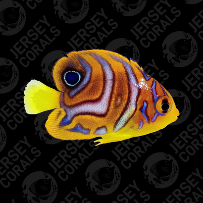 Regal Angelfish - Captive-Bred Special Pattern