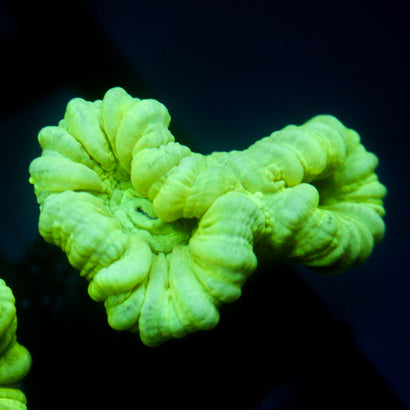 JC Neon Trumpet Coral