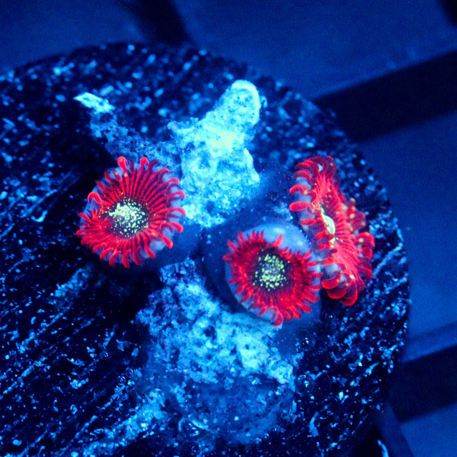 JC Magician's Zoanthid