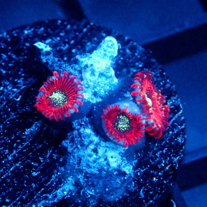 JC Magician's Zoanthid