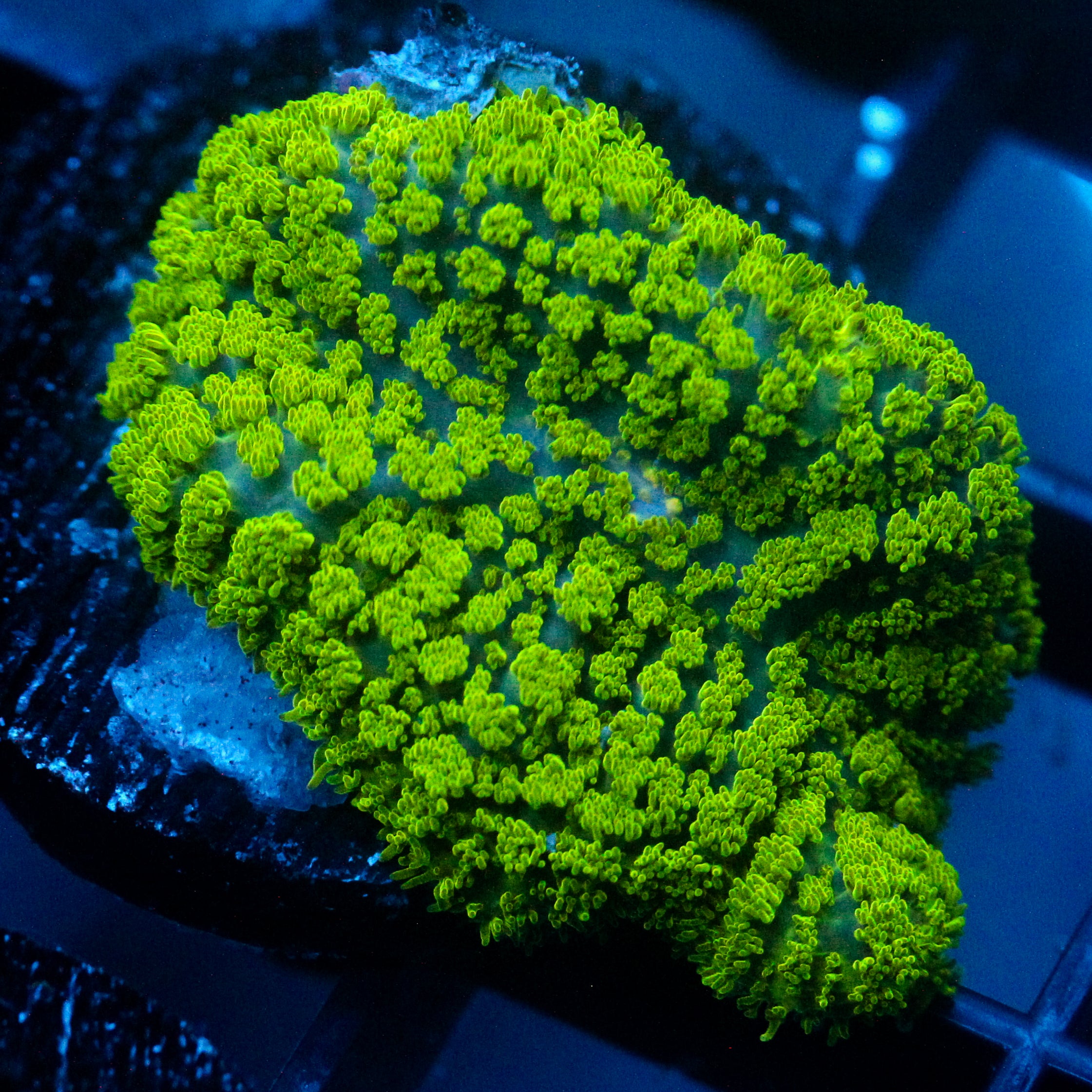 JC Neon Green Rhodactis