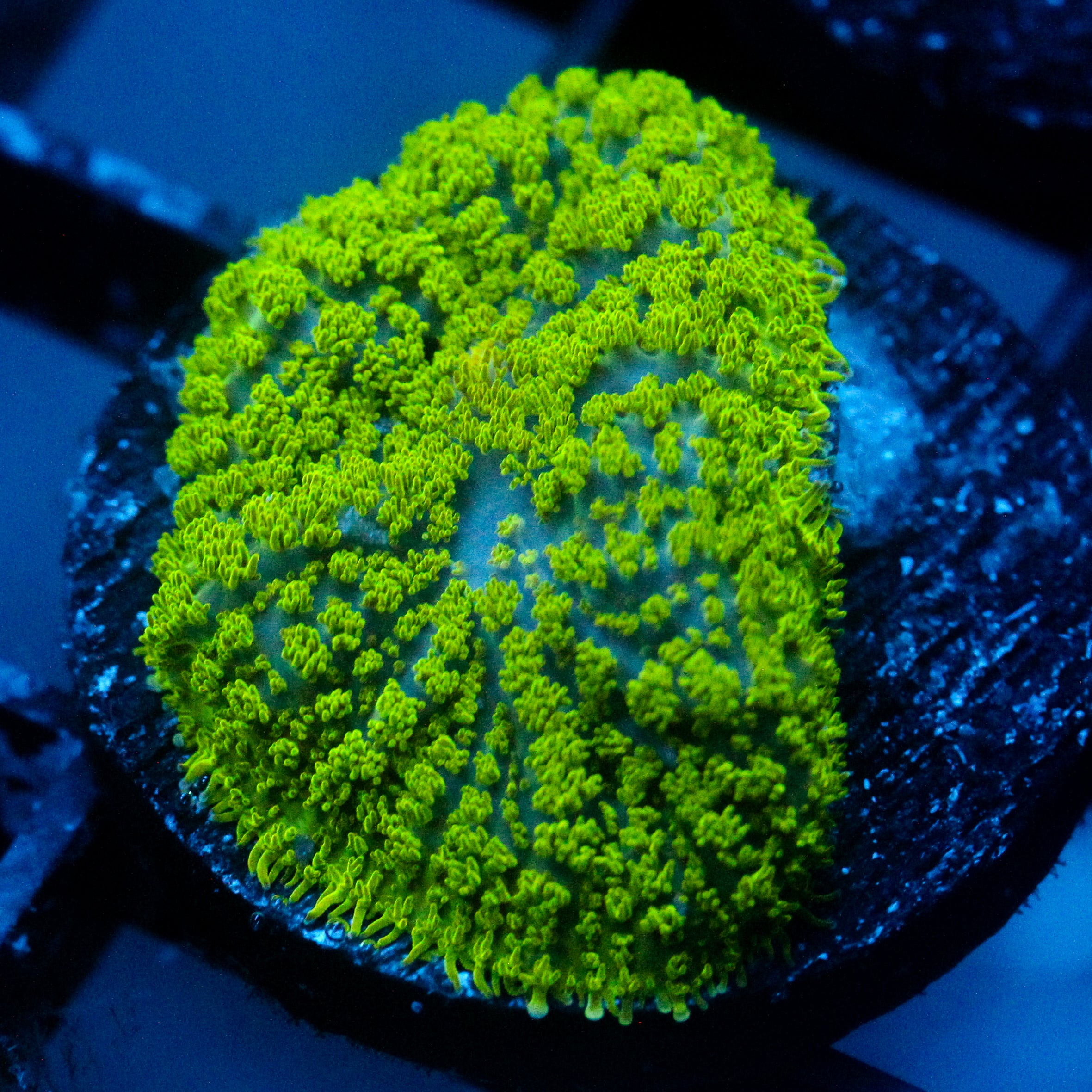 JC Neon Green Rhodactis