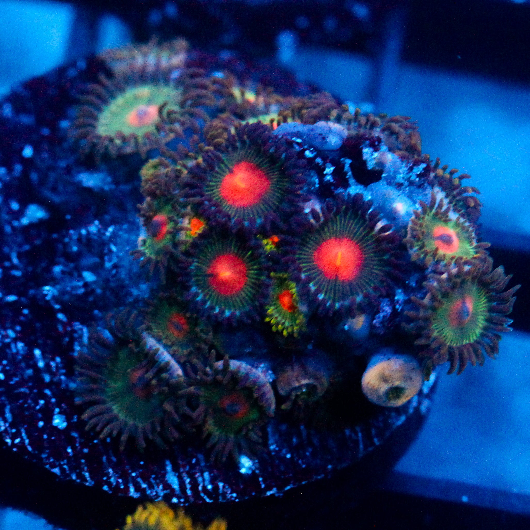 JC Alien Blood Zoanthid