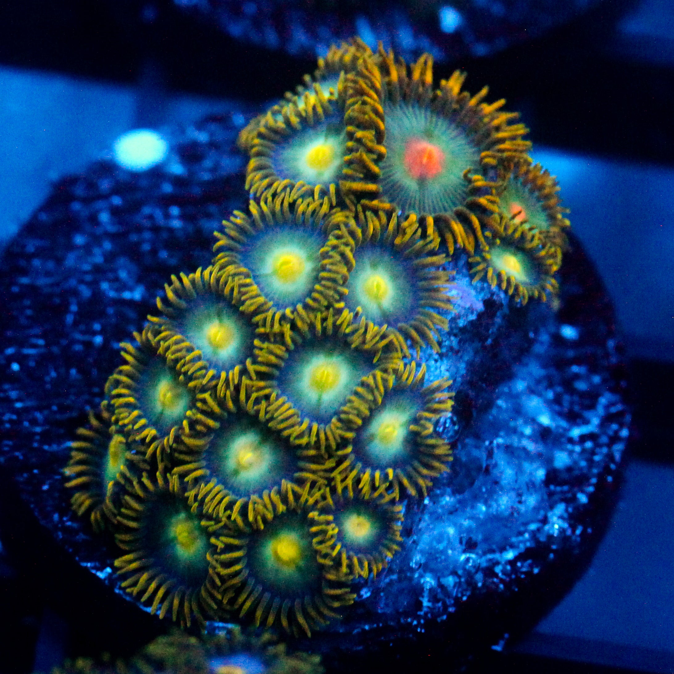 JC Saturn Zoanthid