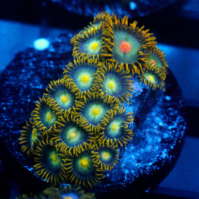 JC Saturn Zoanthid
