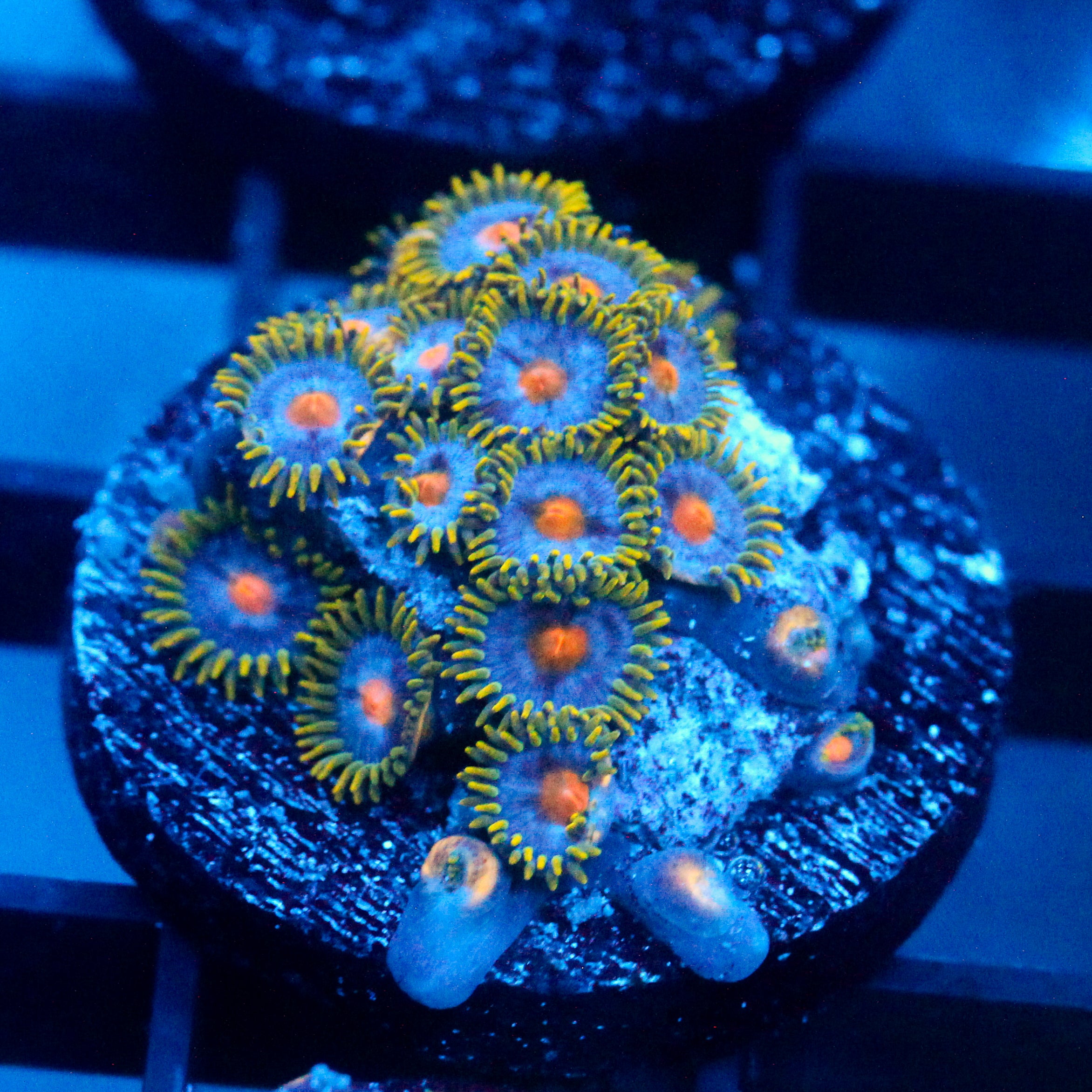 JC Blue Beast Zoanthid