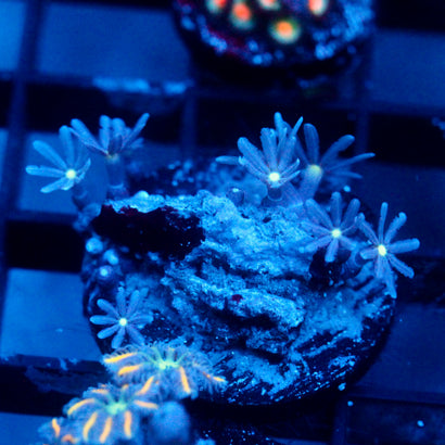 JC Orange Tip Clove Polyp